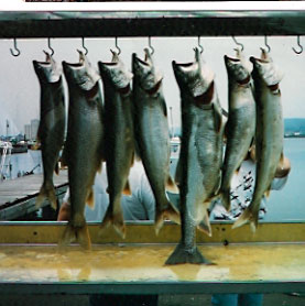 group of Trout