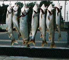 rack of trout